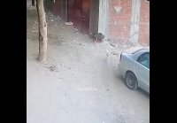 Ребенок заступился за кота, кот заступился за ребенка)