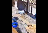 Отбил козу у пумы