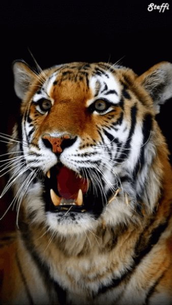 Tiger+Animation