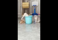 Теперь вы знаете чем заняться с усатыми ))