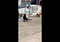 Коты и рыбы