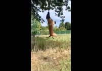 Приключения собак с их любимыми палками