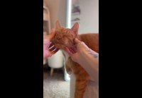 Pepethegingercat 1777287236174