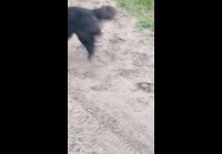 video_104212181