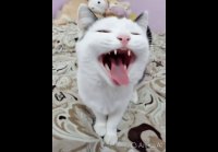 Кот Беляш и сердечки
