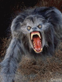 wolfman u1wnsfys