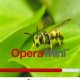 Wasp by Storm