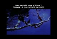 Кауайский мохо