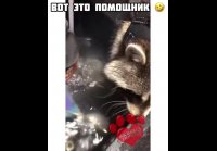 animals humor-20210322-0001