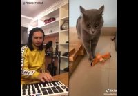 ремикс на кота