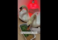 video_109298192