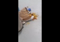 Украинцы в Европе жалуются на своих соотечественников