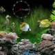 Aquarium Touch S60v5
