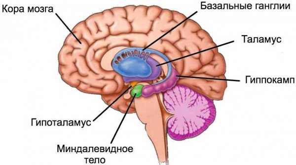 Refleksyi Golovnogo Mozga