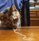 гифки, котэ, живность