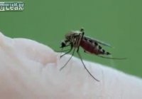 Хочется прибить