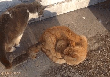 Коты и белка ))
