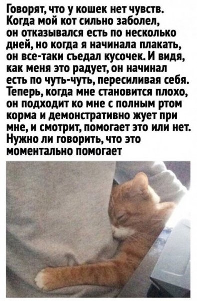 кот и я