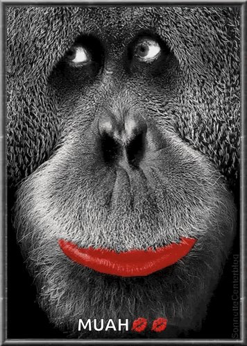 Monkey