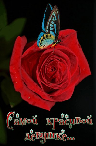 Самой красивой девушке