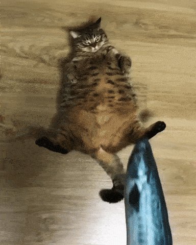 Держи Рыбку!