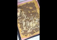 Мясной рулет из кабачкового теста