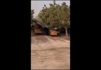 Комбайн для сбора фисташек