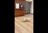 Попрыгунчики )