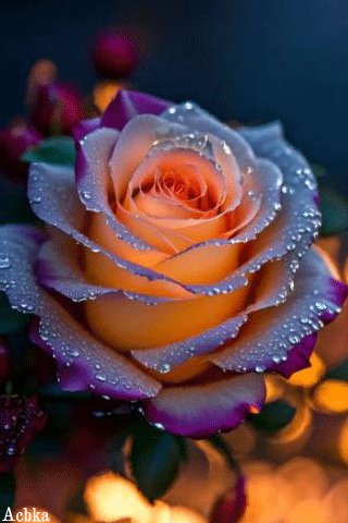 file_95050216