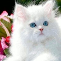 file_59336887