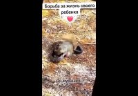 Борьбе за жизнь