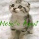 Kitten splash Mobile Agent by Storm