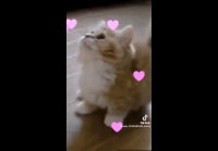 video_101044481