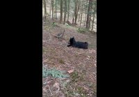 video_104193376