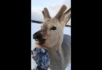 Какие они у тебя классные !