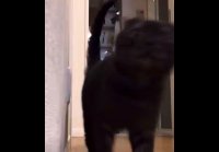 video_109897099