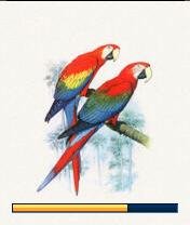 Parrots by Storm