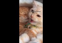 Люблю спи