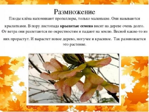 Клён. (7)