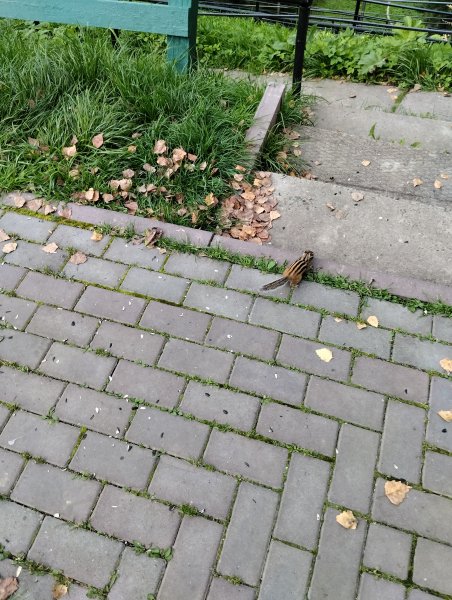 IMG 20250911 170240