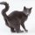 Blue Cat -