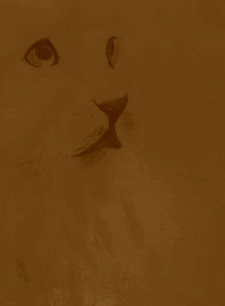 Котик