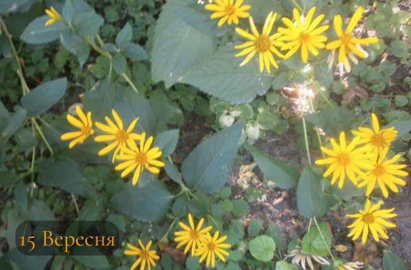 15 Вересня