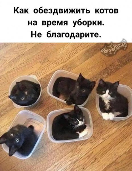 КотЭ)