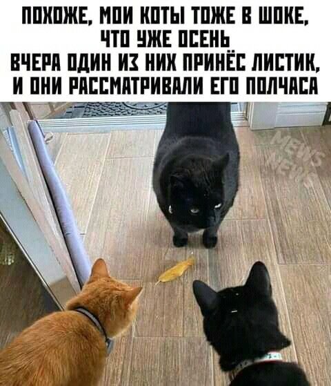 КотЭ)