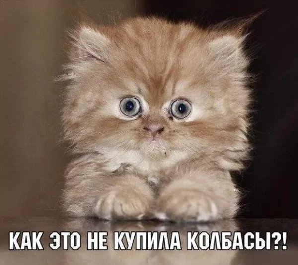 КотЭ)