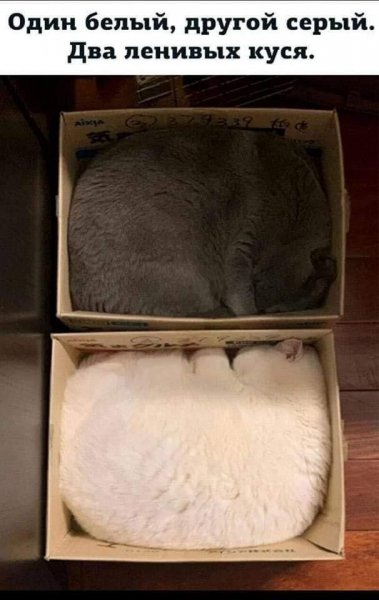 КотЭ)