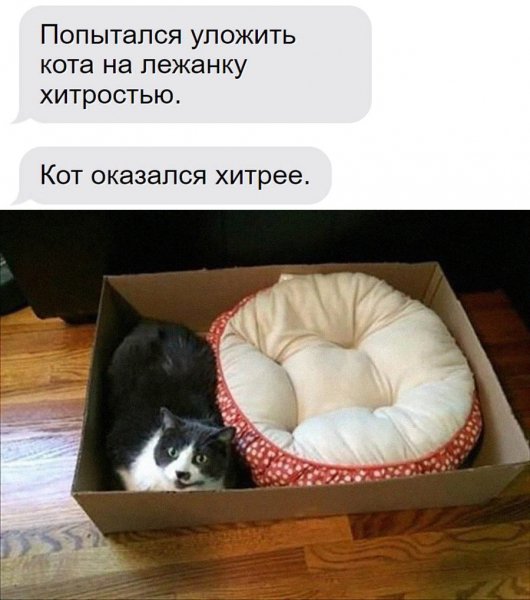 КотЭ)