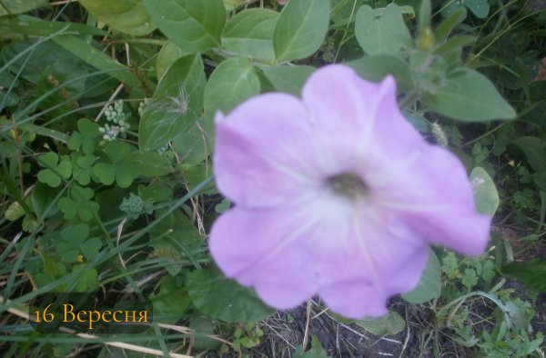16 Вересня
