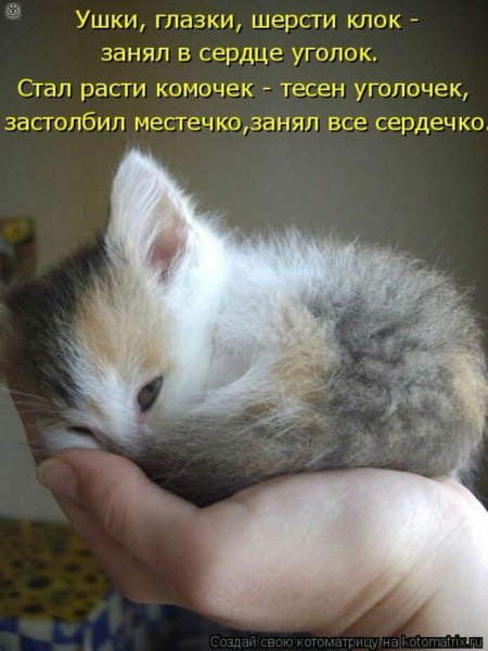 КотЭ)